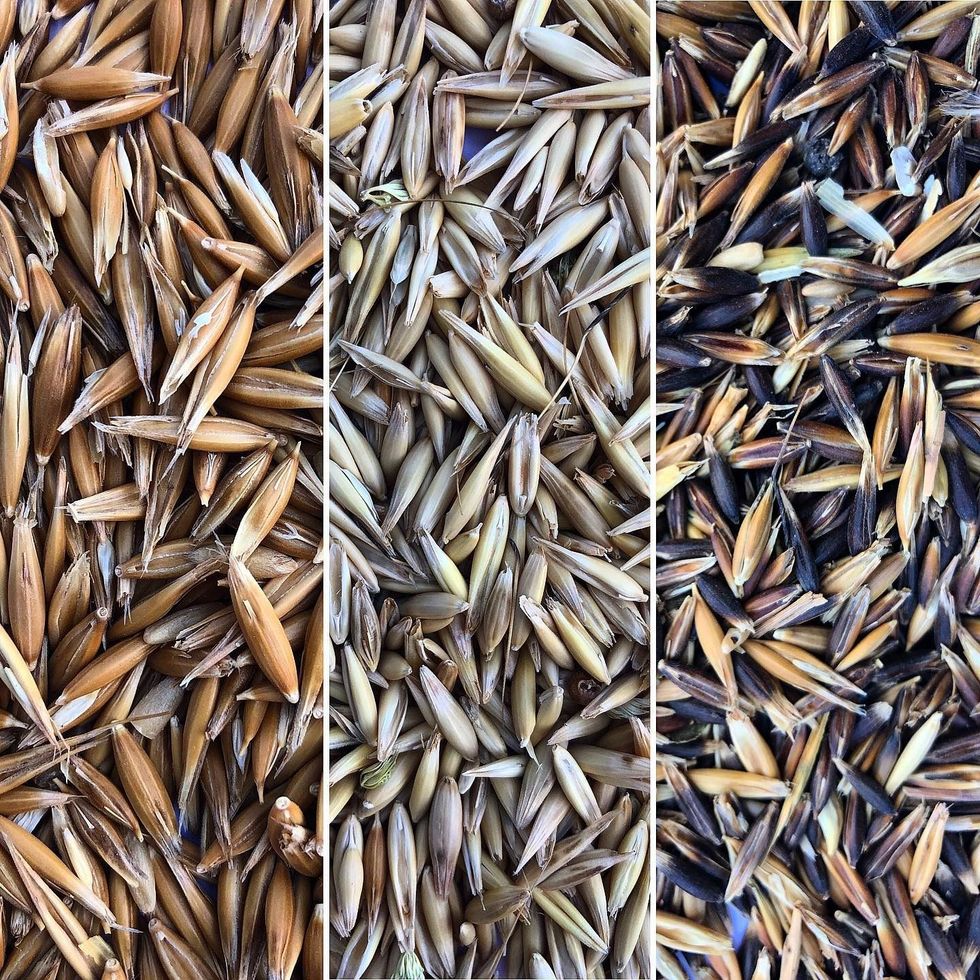 Primo piano di tre pannelli verticali di chicchi d'avena misti nei toni del marrone, del beige e del scuro.