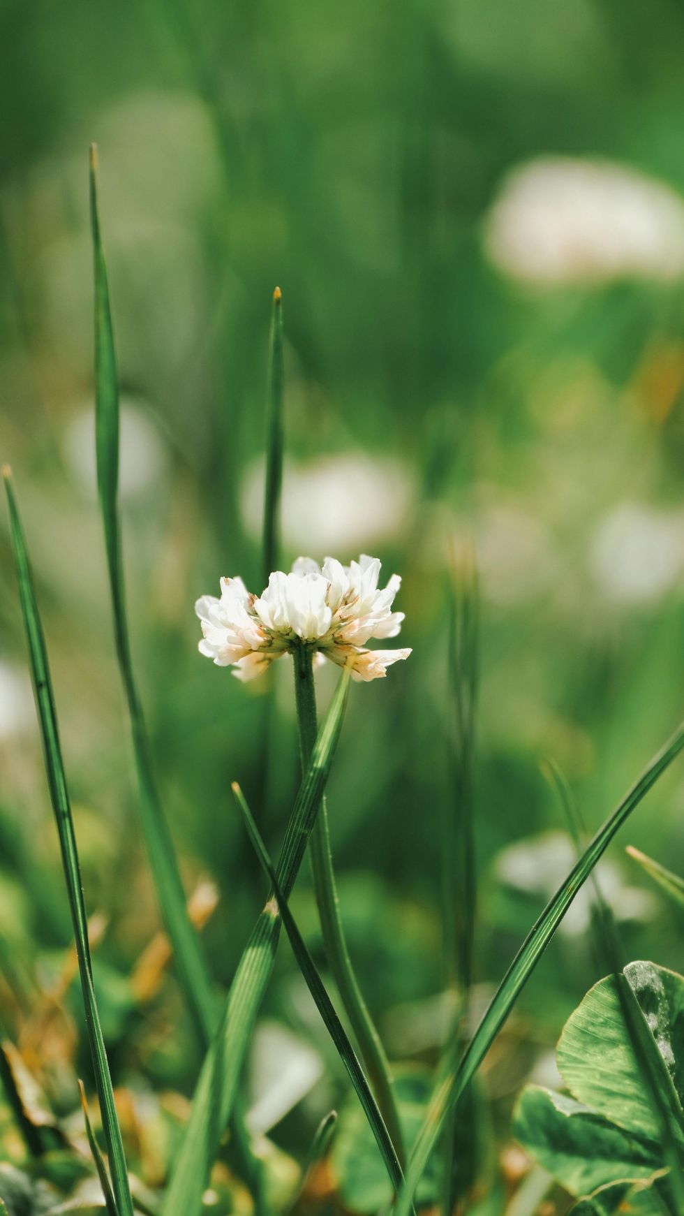 Piccolo fiore selvatico bianco con steli verdi sullo sfondo sfocato di un prato erboso.