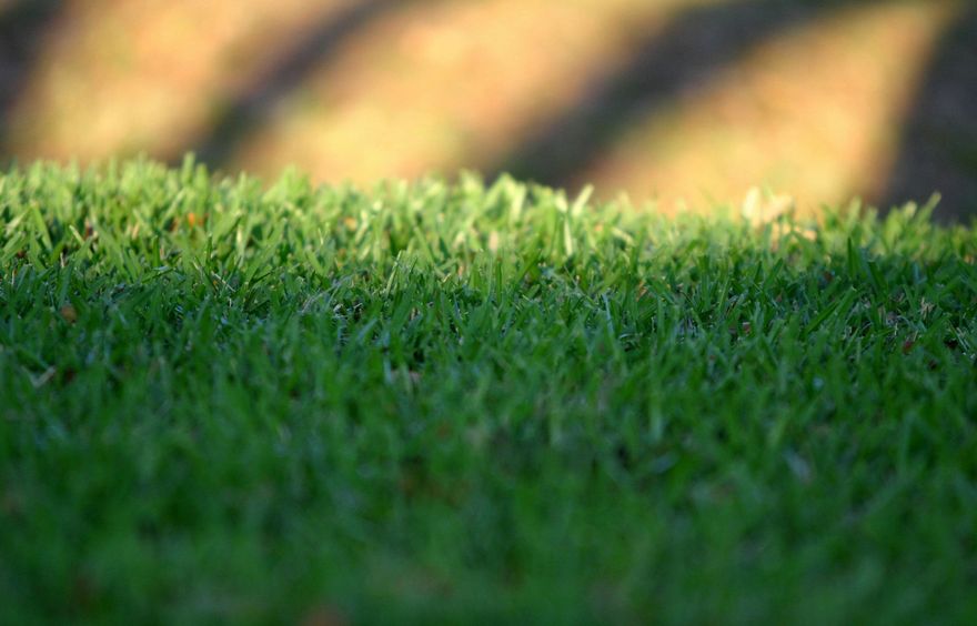 Primo piano di erba verde alla luce del sole con uno sfondo sfocato e una luce calda alle sue spalle.