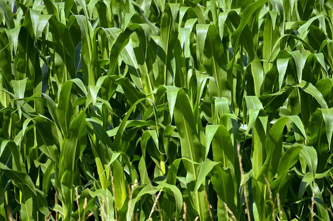 Fitte piante di mais verde che crescono in un campo