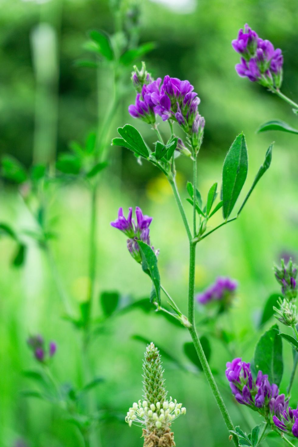 Fiori selvatici viola che crescono in un prato verde con fogliame sfocato sullo sfondo.