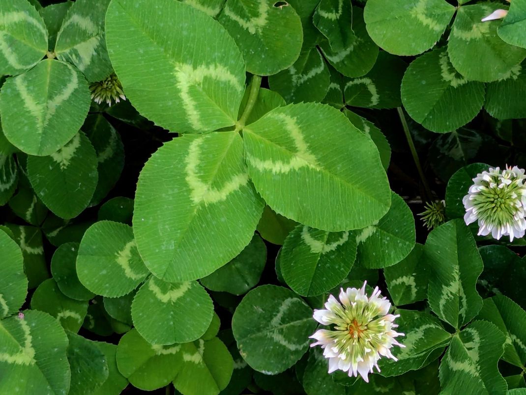Foglie di trifoglio verde con piccoli fiori bianchi e rosa in una fitta macchia