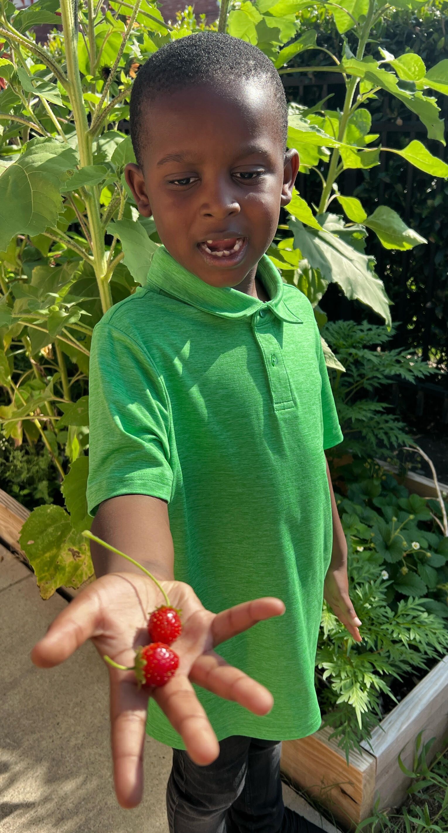 Child in a green shirt holding out a small red berry in a garden of lush green vines