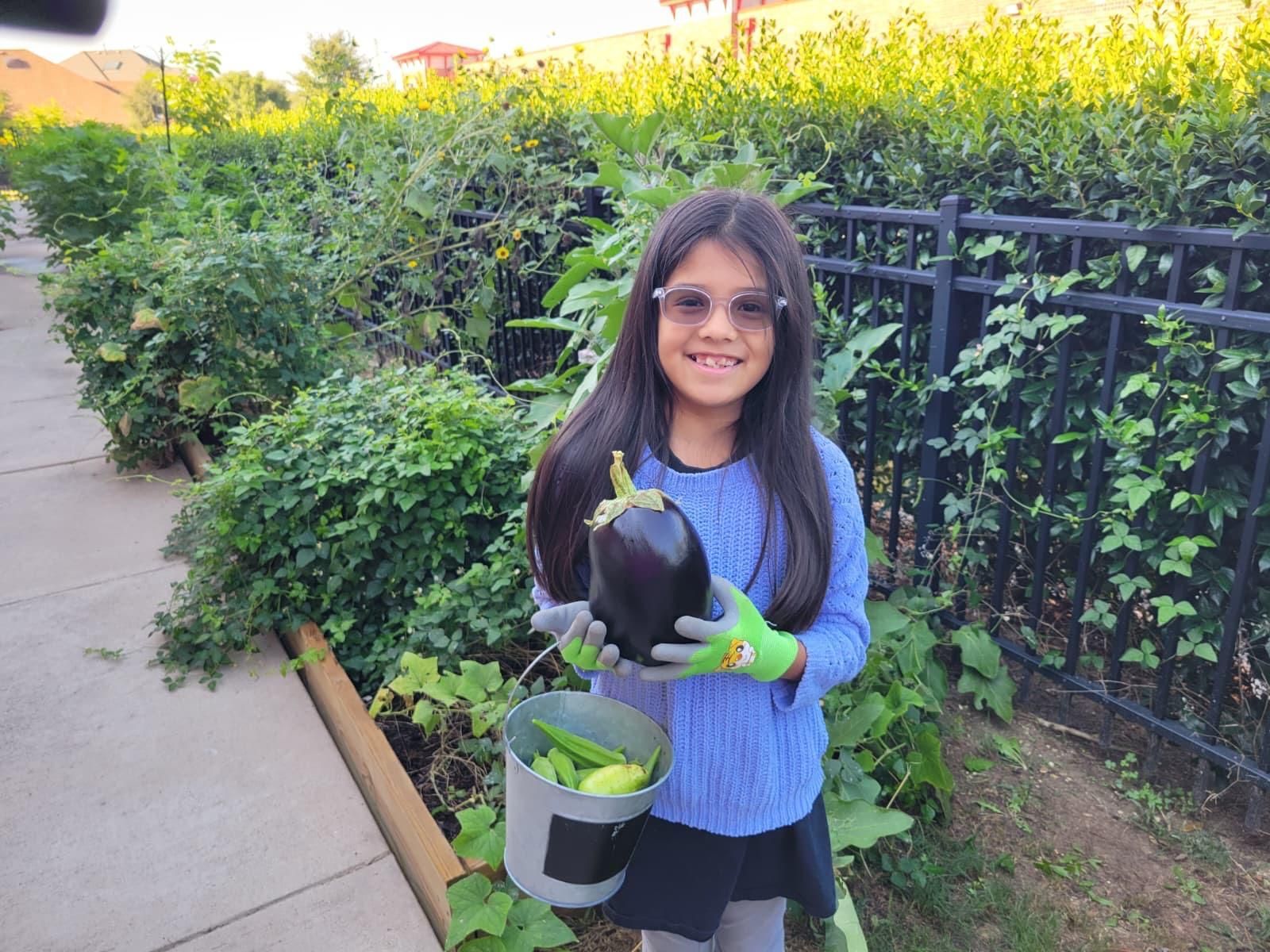 Montessori child holding a eggplant in the garden