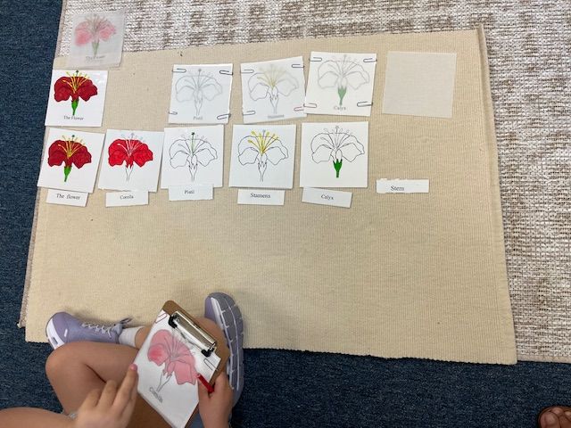 A primary Montessori child uses three-part cards and a clipboard to learn the parts of a flower, including the corolla, pistil, and stamens.