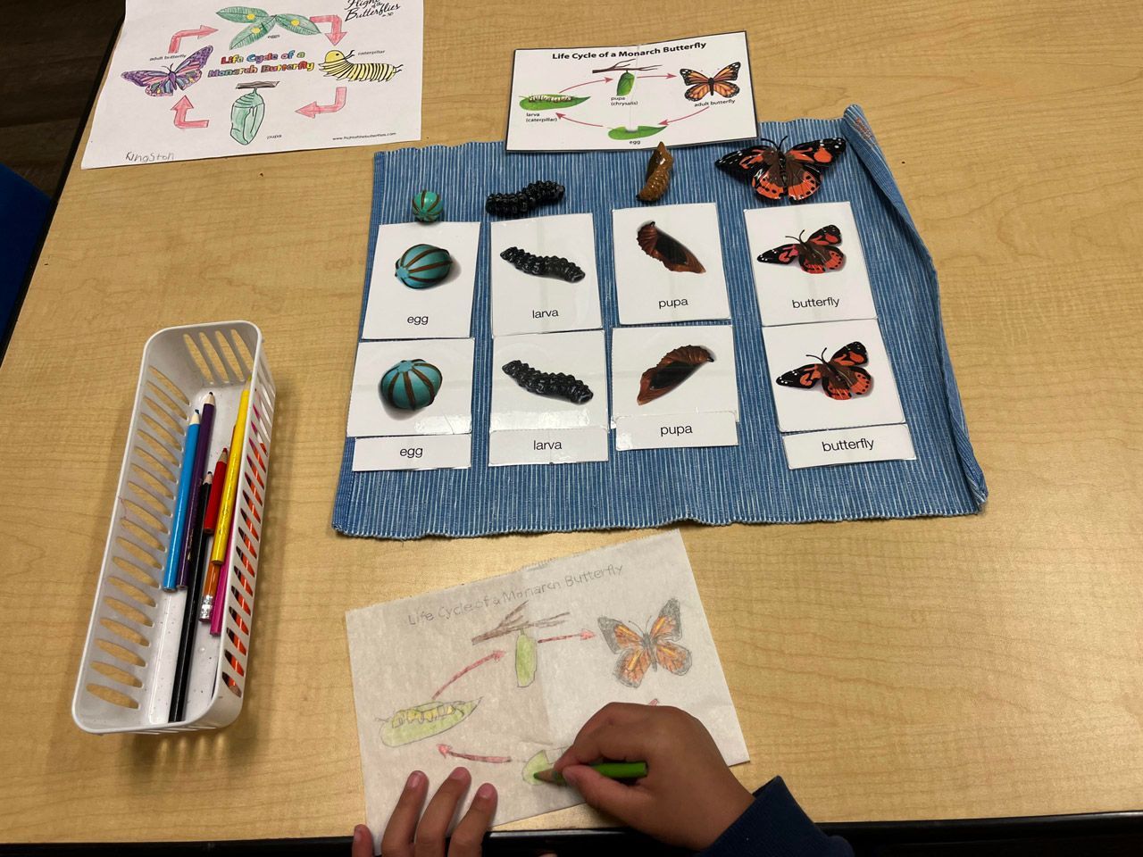 A primary Montessori child uses three-part cards and life cycle figurines to learn the stages of a monarch butterfly, from egg to adult.