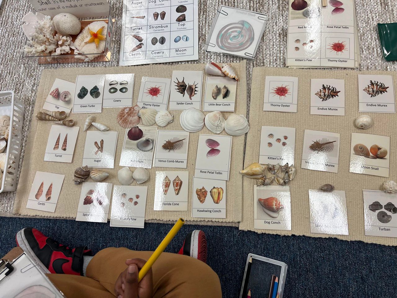 A primary Montessori child uses a large collection of nomenclature cards and physical specimens to classify and identify different types of seashells.