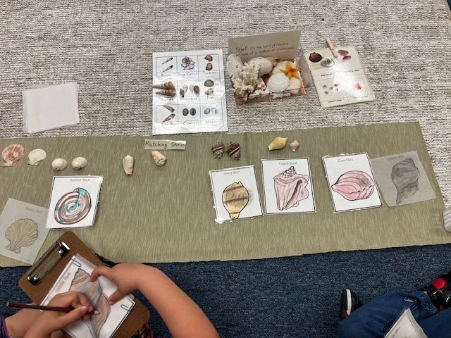 A primary Montessori student engages in a zoology lesson, matching physical seashells to nomenclature cards and recording observations.