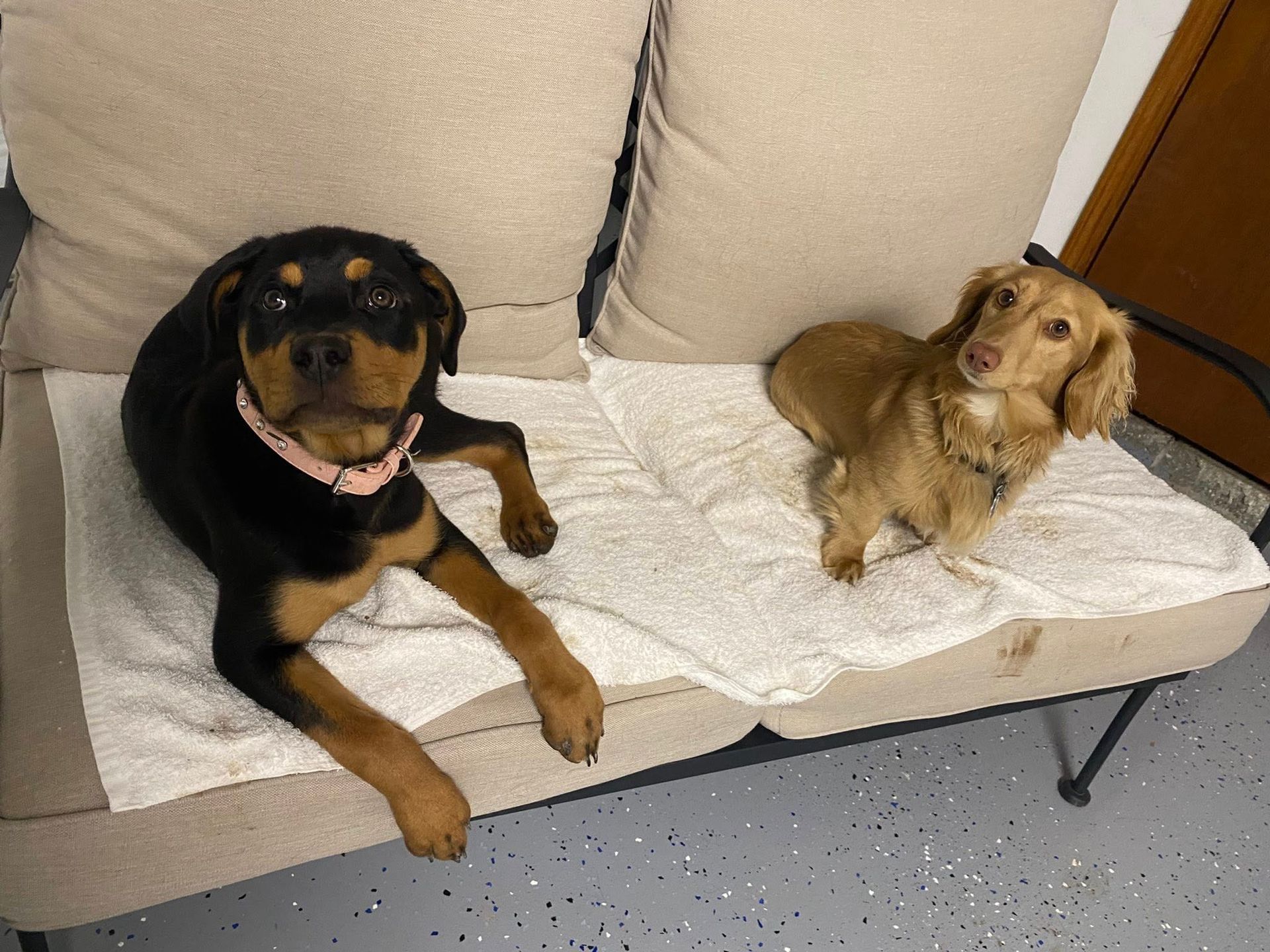 Rottweiler and dachshund dogs on a sofa. Rottweiler is black and tan. Dachshund is tan. Both are looking at the camera.