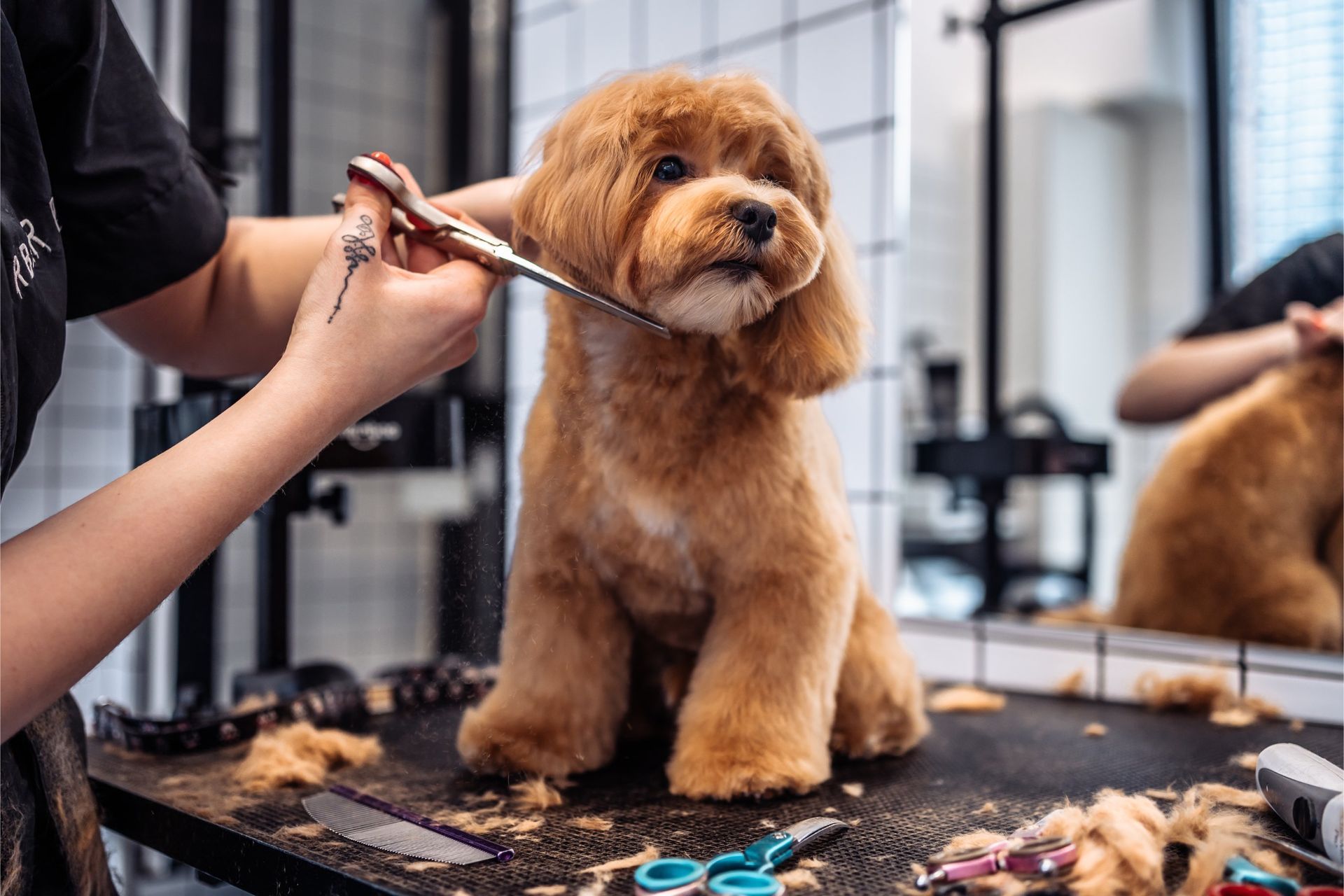 Dog getting groomed; brown fur trimmed with scissors on a grooming table.