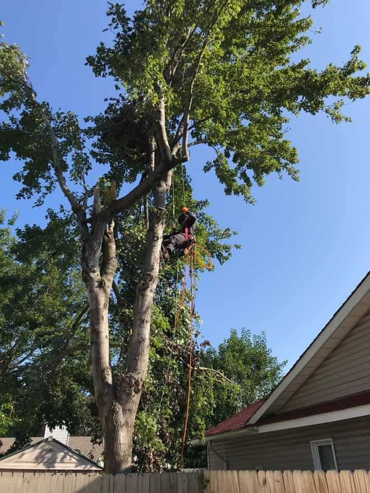 A man is climbing a tree in front of a house.