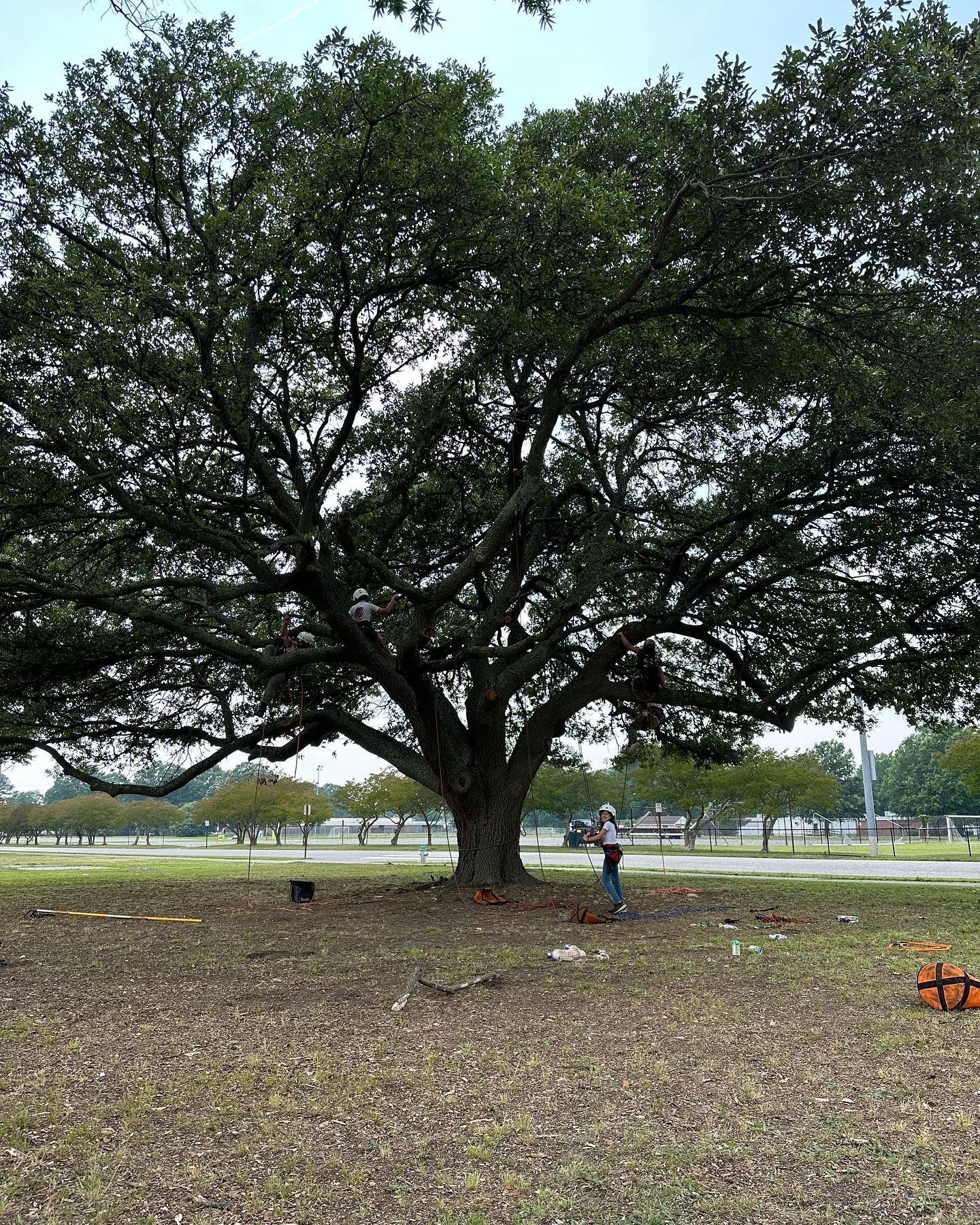 A man is standing under a large tree in a park.