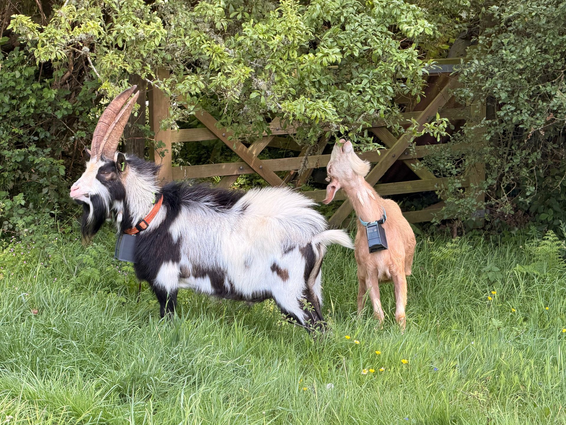 British Dwarf Dairt Goat Society