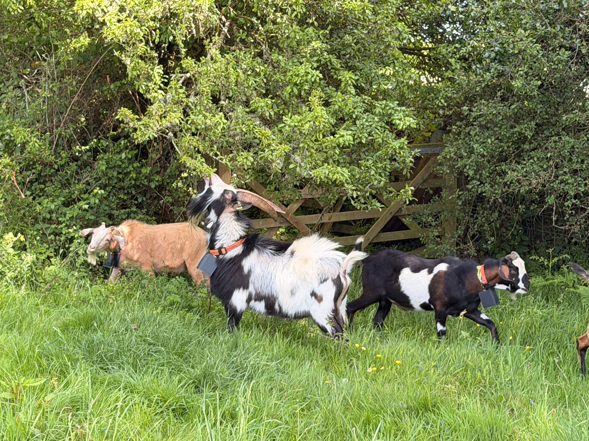 British Dwarf Dairt Goat Society