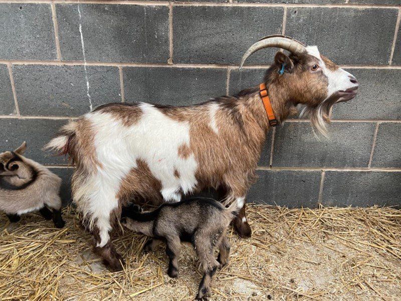 British Dwarf Dairy Goat Society