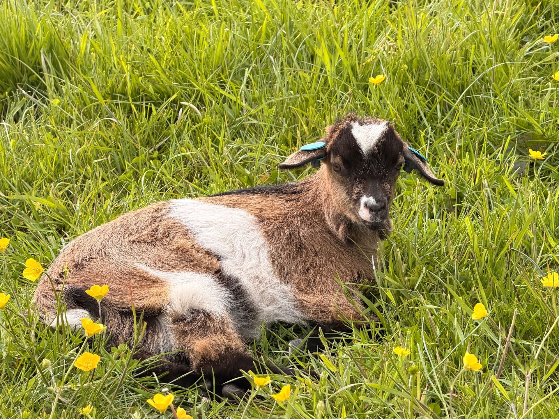British Dwarf Dairt Goat Society