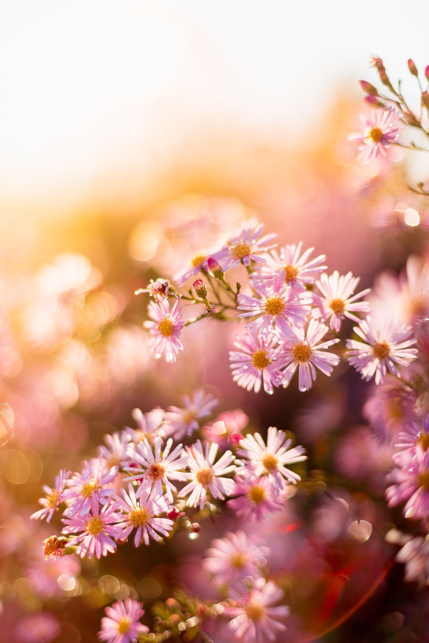 Close-up of a vibrant floral bouquet with pink gerbera daisies, white roses, and lilies.
