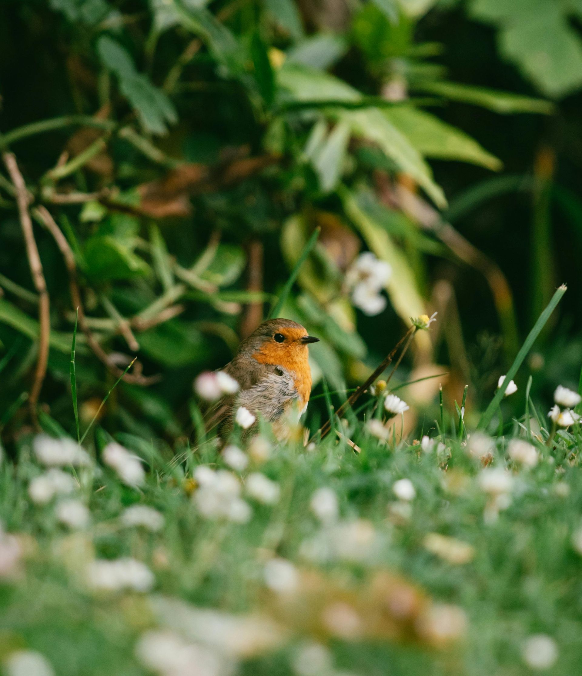 European robin bird in green grass among white flowers, surrounded by foliage.