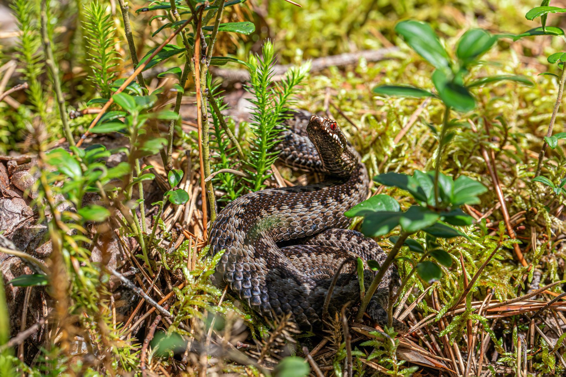 Viper snake coiled in forest vegetation, camouflage pattern of brown and gray scales.
