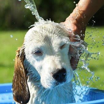 Puppy Taking A Bath — Bayview Canine Lodge In Habana QLD