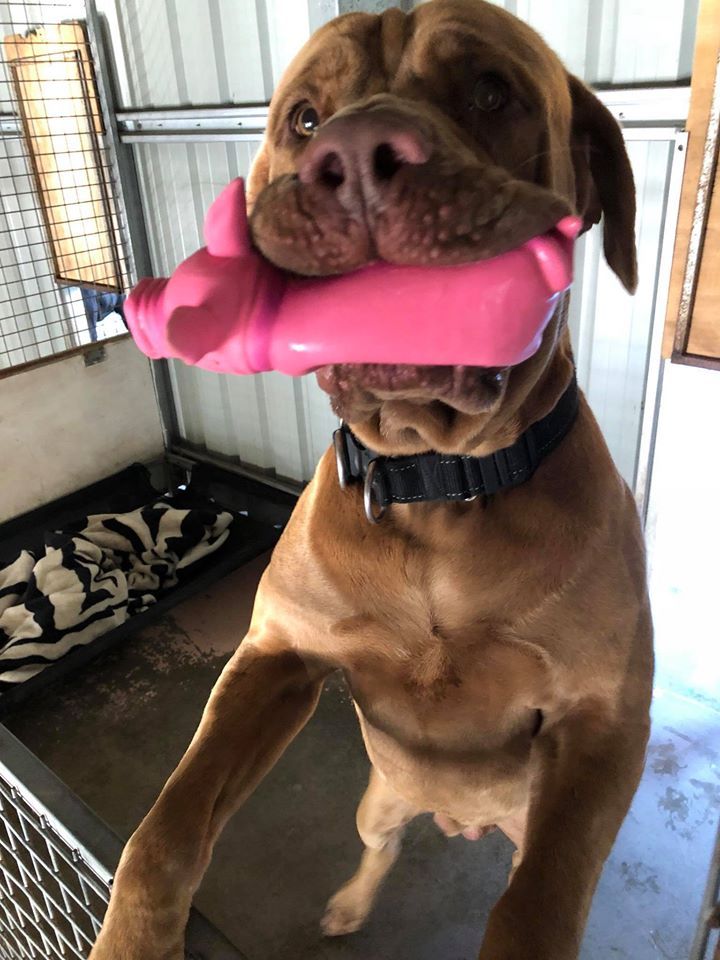 Borwn Dog With Toy — Bayview Canine Lodge In Habana QLD