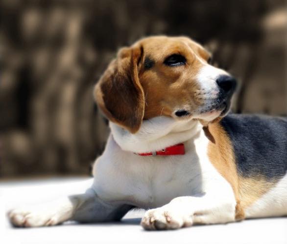 Beagle — Bayview Canine Lodge In Habana QLD