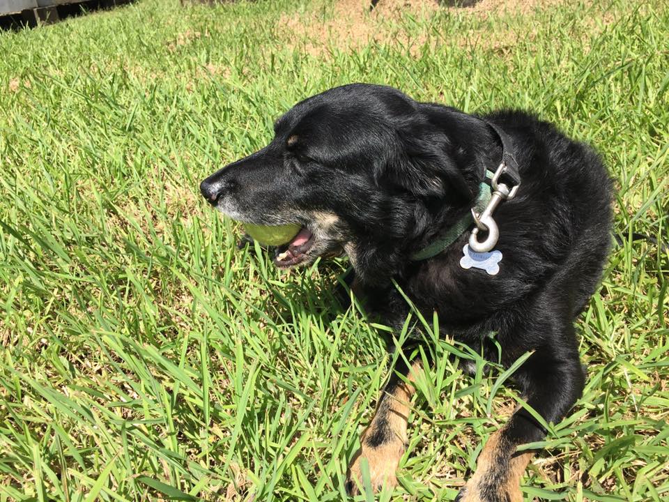 Black Dog On The Grass — Bayview Canine Lodge In Habana QLD — Bayview Canine Lodge In Habana QLD