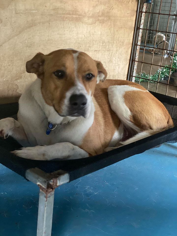 Brown And White Dog — Bayview Canine Lodge In Habana QLD