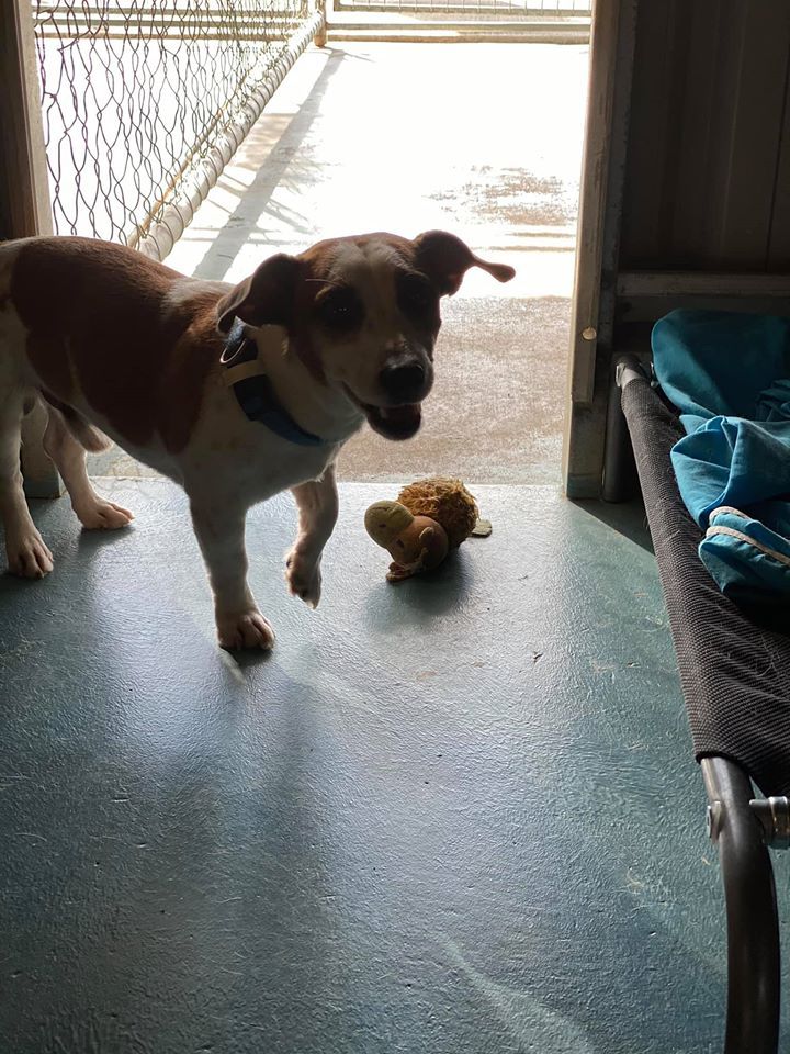 Beagle Puppy — Bayview Canine Lodge In Habana QLD