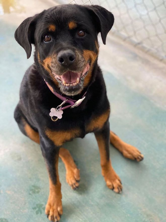 Dog Boarding Kennels near Mackay Bayview Canine Lodge