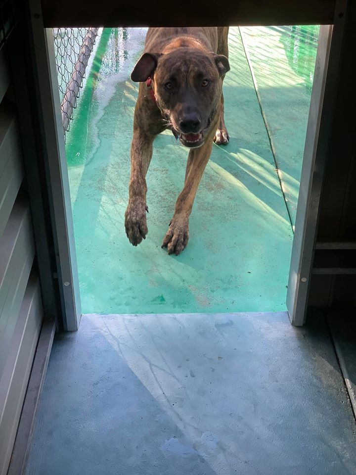 Dog Running — Bayview Canine Lodge In Habana QLD