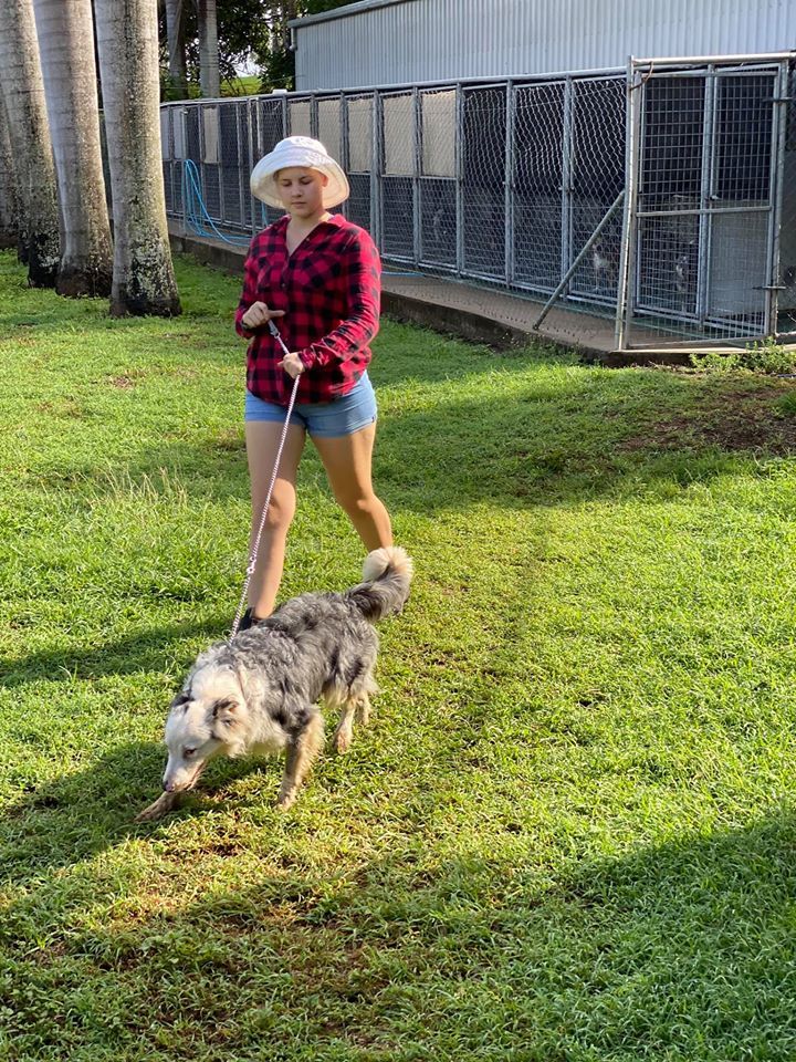 Dog Walking — Bayview Canine Lodge In Habana QLD