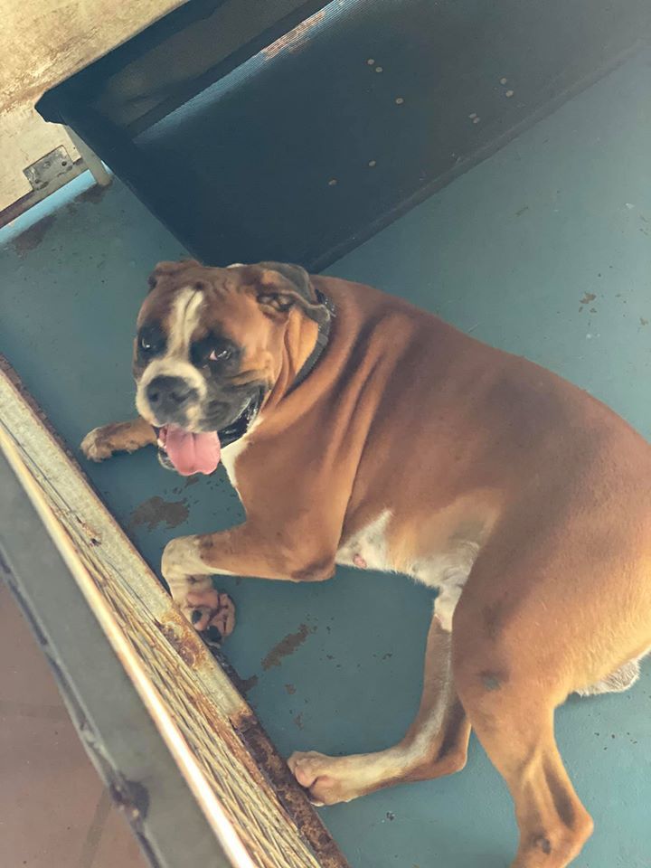 Pitbull — Bayview Canine Lodge In Habana QLD