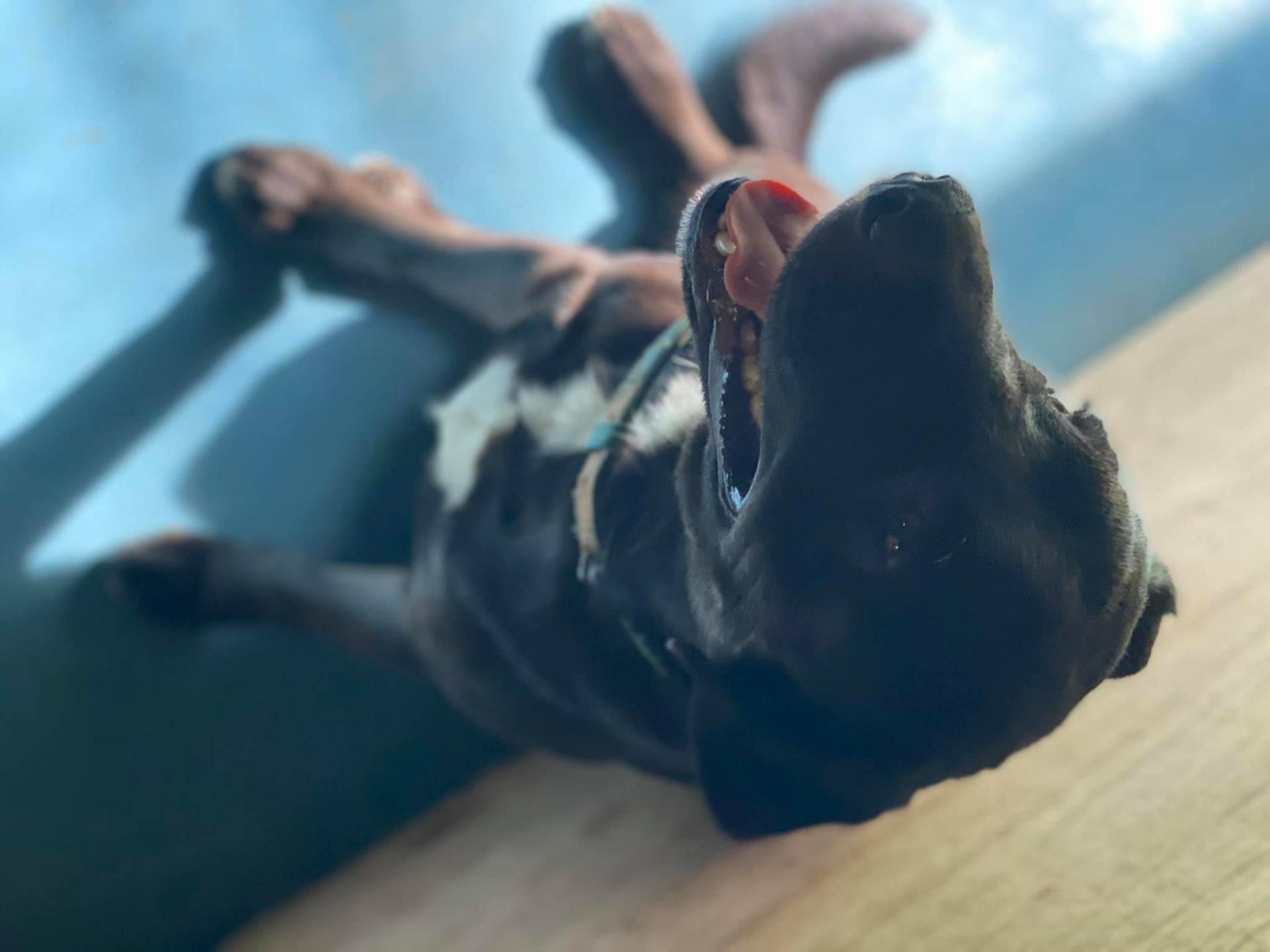 Black And White Color Dog — Bayview Canine Lodge In Habana QLD