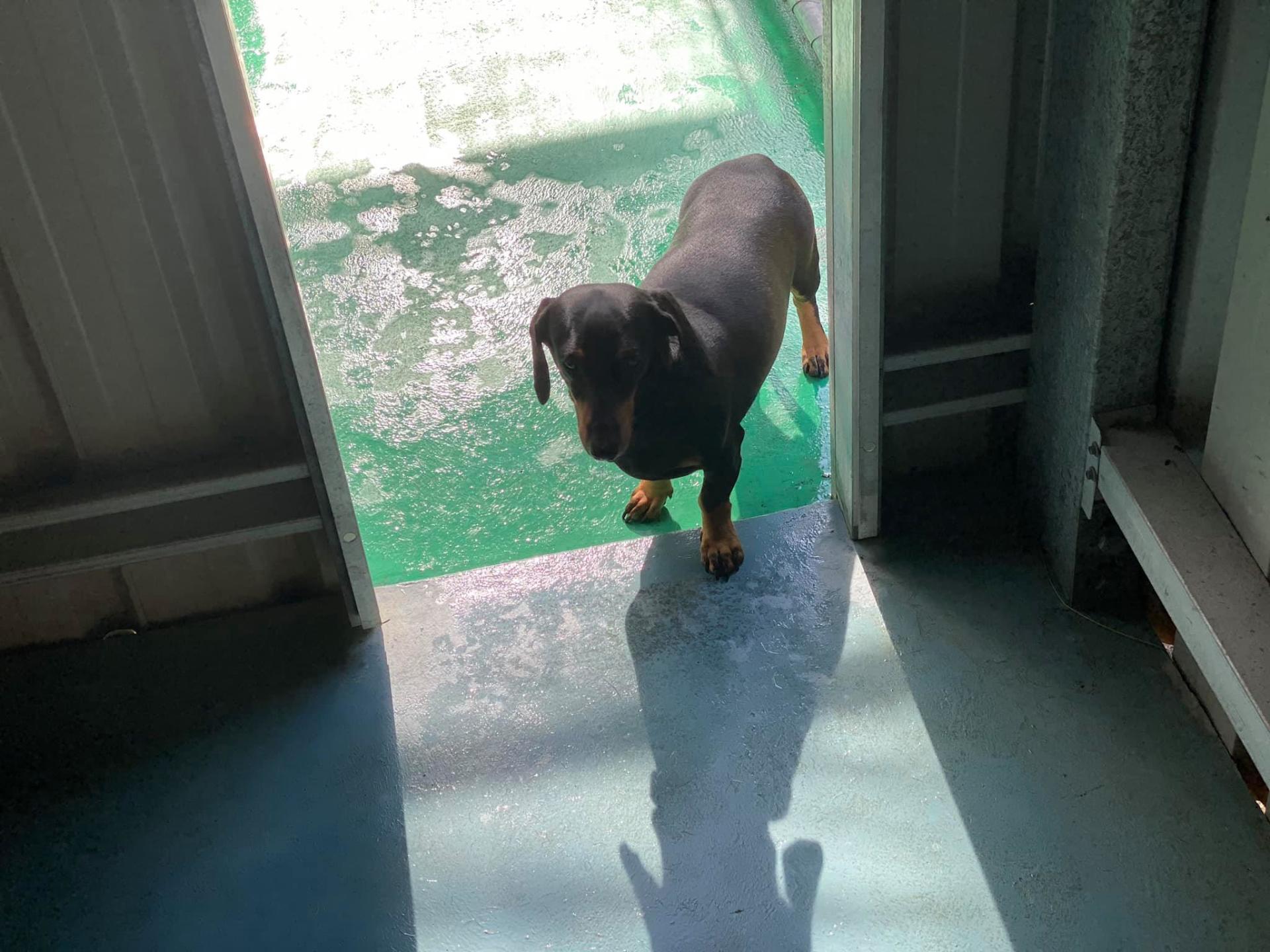 Black And Brown Color Dog — Bayview Canine Lodge In Habana QLD — Bayview Canine Lodge In Habana QLD