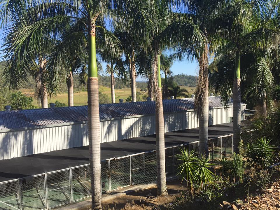 Bayview Canine Lodge 5 — Bayview Canine Lodge In Habana QLD