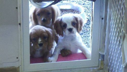Three puppies are looking out of a window.