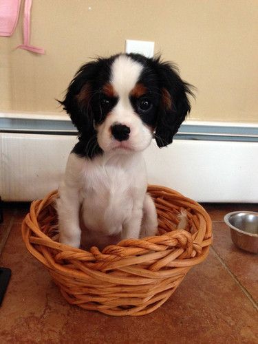 A black and white puppy is sitting in a wicker basket.