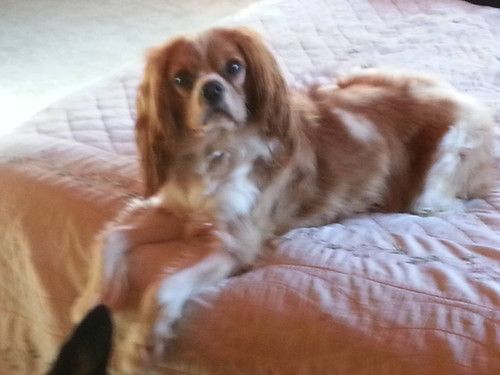 A brown and white dog is laying on a bed looking at the camera.