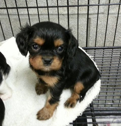 A black and brown puppy is sitting in a cage