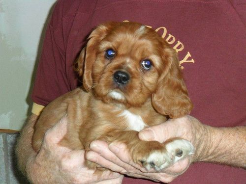 A person is holding a brown puppy in their hands