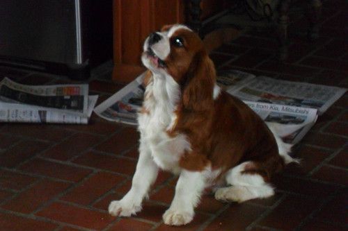A brown and white dog is sitting on a brick floor