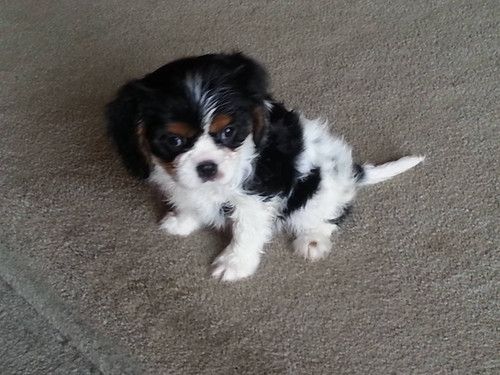 A black and white puppy is sitting on a carpet.