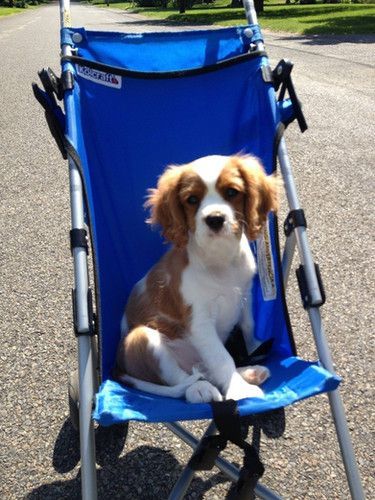 A brown and white puppy is sitting in a blue stroller