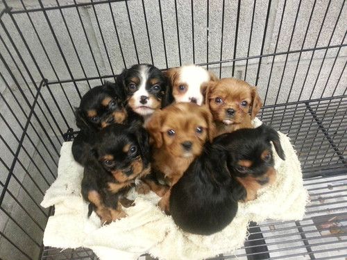 A group of puppies are sitting in a cage