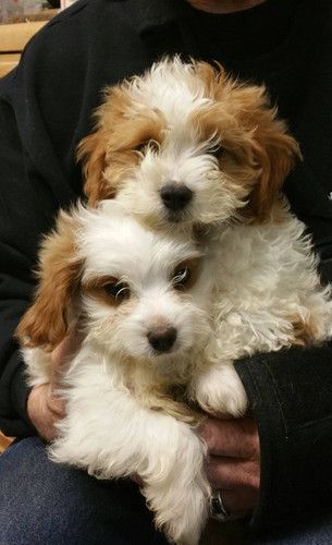 A person is holding two brown and white puppies in their arms.