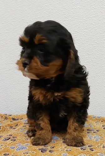 A black and brown puppy is sitting on a blanket.