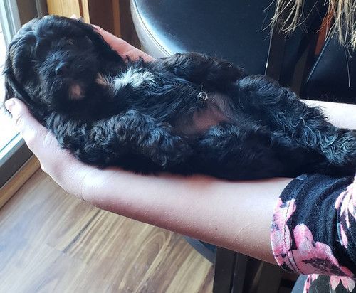 A person is holding a black puppy in their hands.