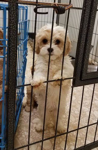 A puppy is standing on its hind legs in a cage.