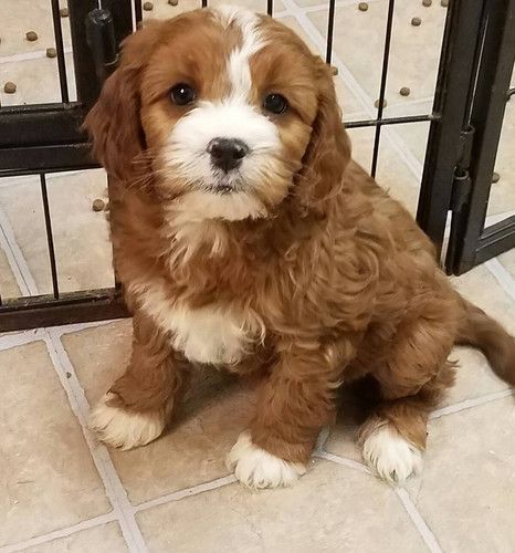 A brown and white puppy is sitting on a tiled floor in front of a cage.